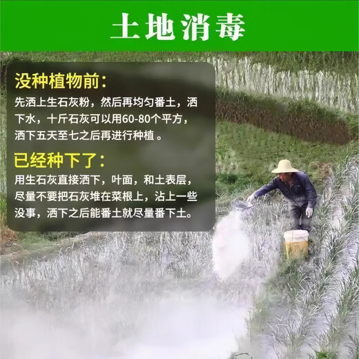 Jingxi Special quicklime powder for vegetables. Soil pest control in vegetable fields to improve soil height. Quicklime powder. After spreading quicklime powder without insects, 1 Jin Jin is equal to 0.5 kilograms.