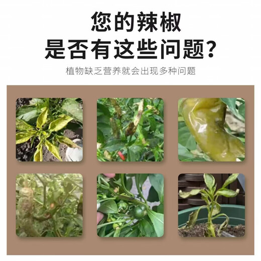 Hejiangnan pepper planting special soil improvement fertile soil rapid absorption of insect pests pepper base fertilizer treasure 5 bags can be used for 5 acres of land
