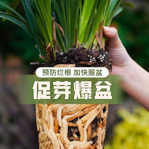 Exclusive for fans. Special for fermented pine bark, decomposed orchids, Clivia blueberry, dendrobium, rose, orchid. Buy 20 liters and get 20 liters free/No. 5 0.3-0.8cm small particles (orchid, dendrobium, blueberry, etc.)