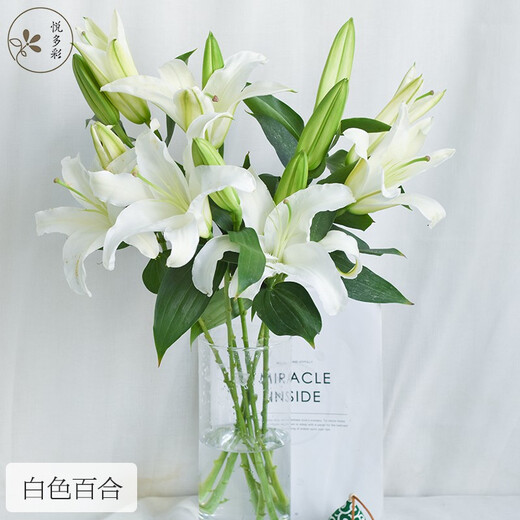 Yue Colorful AB grade high-quality perfume lilies, various living flowers for home and office, Kunming base, freshly picked for straight hair, 10 random single-color lilies (5 branches for double heads)