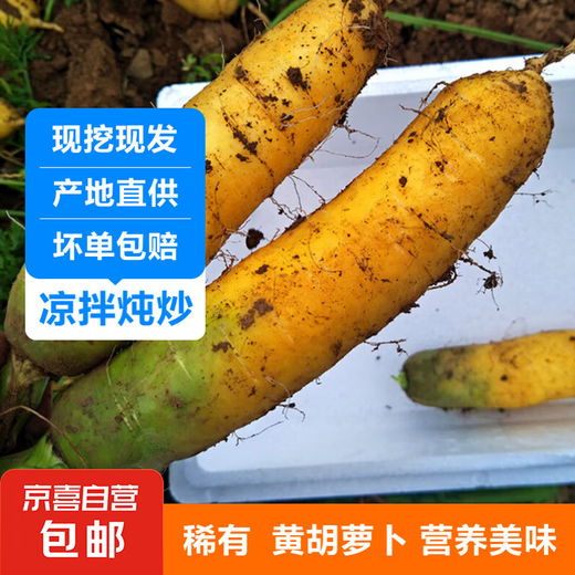 Shanxi Yuncheng yellow carrots fresh carrot vegetables