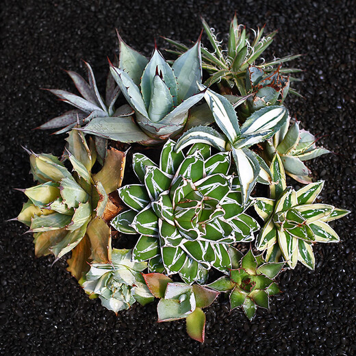 Die fünffarbige Agave glückverheißende Krone der Goldenen Leech Prinzessin Thunder Sukkulente Pflanzenkombination Potted Saizhixe Einzelhoch