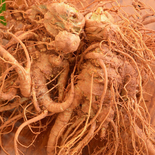 Notoginseng de panax frais Sélection du Yunnan Wenshan Panax notoginseng avec des racines Champs Freshs Wine Schec 250g 500g [Cinq ans Sélection de panax frais notoginseng] 4 Total 500g