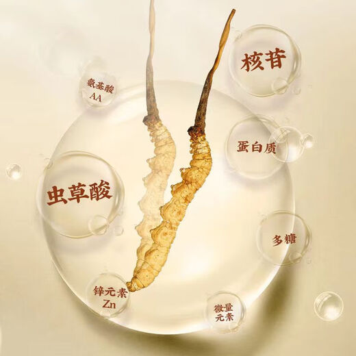 Authentische Cordyceps Geschenkbox Echte Trockenwaren Mid-Auto Festival Geschenk High-End-Geschenke für Älteste und Eltern Ernährungsprodukte Brown Handpack große Streifen von Cordyceps 50 Stück
