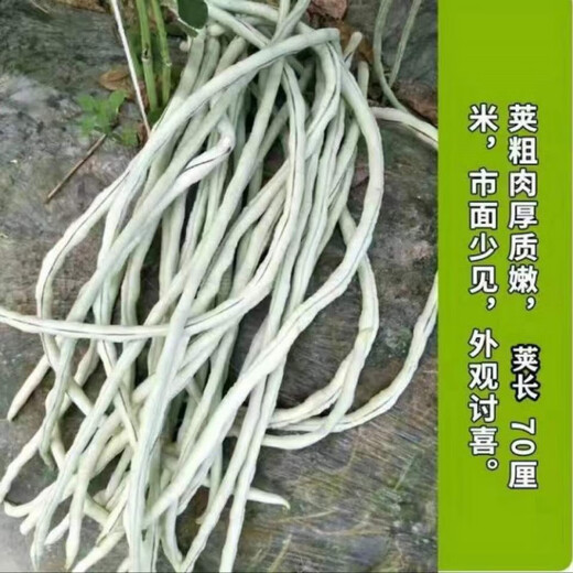 Super delicious big flesh glutinous rice sweet bean seeds white long beans sown in spring, summer and autumn white jade long cowpeas easy to grow vegetable poultry big flesh glutinous rice sweet beans seeds original quality 2 packs + fertilizer