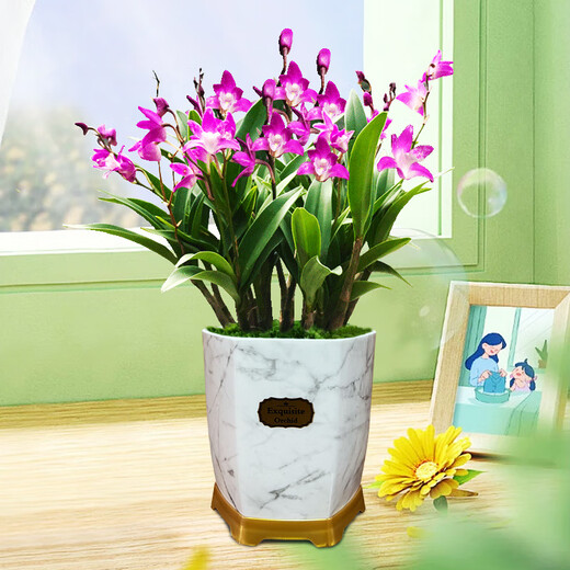 Liu Ge Orchid Perfume Dendrobium Orchid Potted Indoor Desktop Orchid Seedlings 18 Seedlings with 3 Foils and Porcelain White Pots Source Straight Hair
