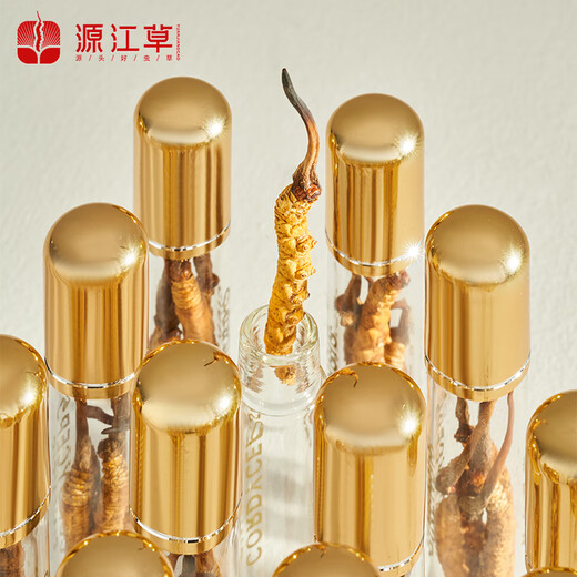 Yuanjiang Grass Cordyceps Cordyceps King 2-3 raíces/G 10 gramos Alrededor de 25-30 raíces para dar cajas de regalo a los ancianos Día del Padre Regalos