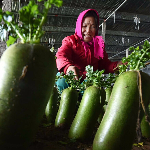 Shouhe radish seeds autumn sowing radish northern winter and spring fruit sowing vegetable seeds field planting seeds rapeseed Weifeng Feicuishawo radish seeds 20g