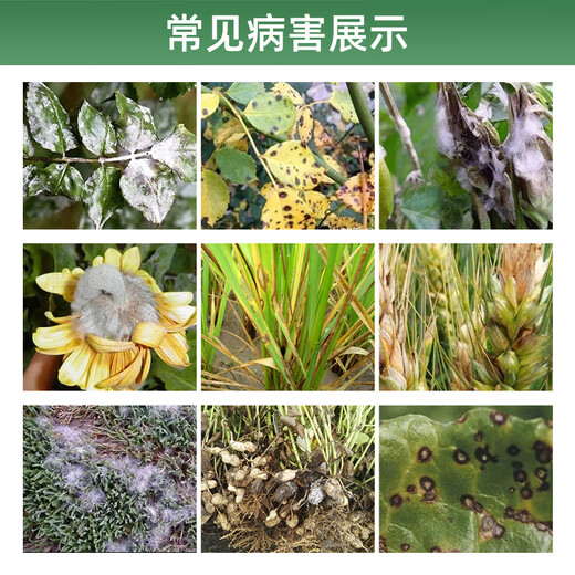 Guoguang 40% карбендазим фунгицид специальный пыльник хлороталонил растение овощной цветок черное пятно мучнистой росы 200 г