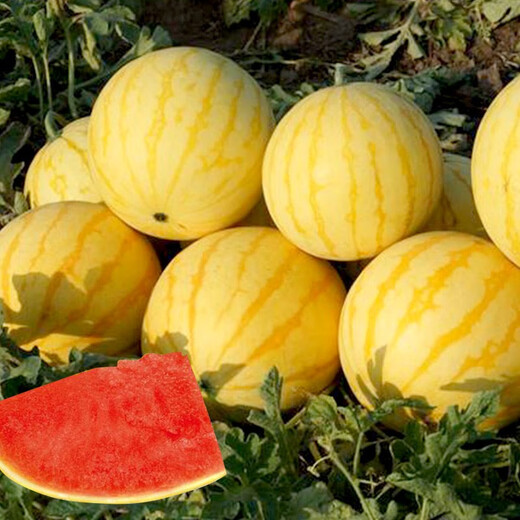 Dayu Yellow Heart Watermelon Seeds Complete Collection Early Mature Yellow Skin Red Flesh Yellow Flesh Special Xiaofeng Watermelon Seeds Southern Fruit Japan丨Benjin Linglong Watermelon Seeds 100 Original