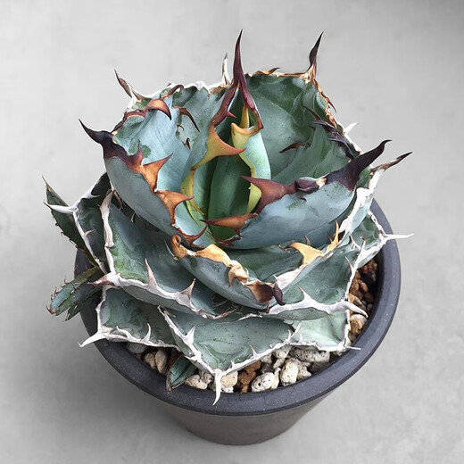 Hanchangwu Fresh Fairy Plants, Blue Whale Agave One Shot, Premium Small and Medium Agave Succulent Plants 8910 Size Comparison of 10cm Pot