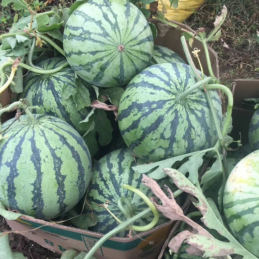 Zhongke Maohua Vegetable and Fruit Seeds Zhongke Honey Kirin Watermelon Seeds Hainan Kirin 8424 Super Sweet Jingxin Type Zhejiang Kirin Melon Center Sugar 12.7 Zhongke Honey Kirin 50g/box About 1000 capsules