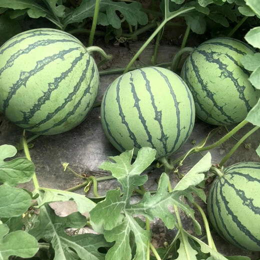 Zhongke Maohua Vegetable and Fruit Seeds Zhongke Honey Kirin Watermelon Seeds Hainan Kirin 8424 Super Sweet Jingxin Type Zhejiang Kirin Melon Center Sugar 12.7 Zhongke Honey Kirin 50g/box About 1000 capsules
