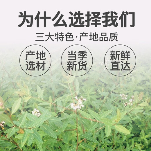 万农山罗布麻茶新疆正品特级野生新芽嫩叶茶养生茶可搭雪菊绞股蓝青钱柳杜仲 罗布麻500g