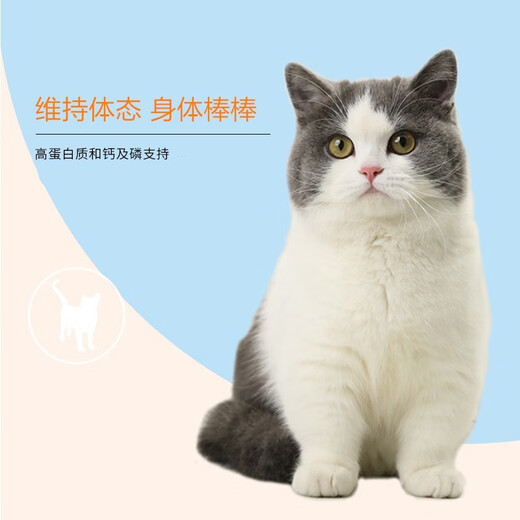 Paddy Time Cat Food Full Price General Cat Food Kitten Adult Cat Food Whole Period Cat Food Hypoallergenic Formula General Cat Food All Cats Paddy Time Full Price Adult Cat Food 10kg