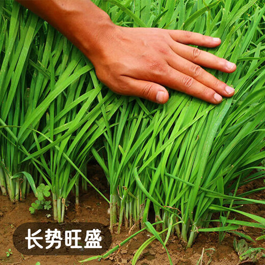 Fengming Yashi Shandong fine-leaf leek farmhouse old variety leek family balcony four-season vegetables small fine-leaf leek seeds 10g