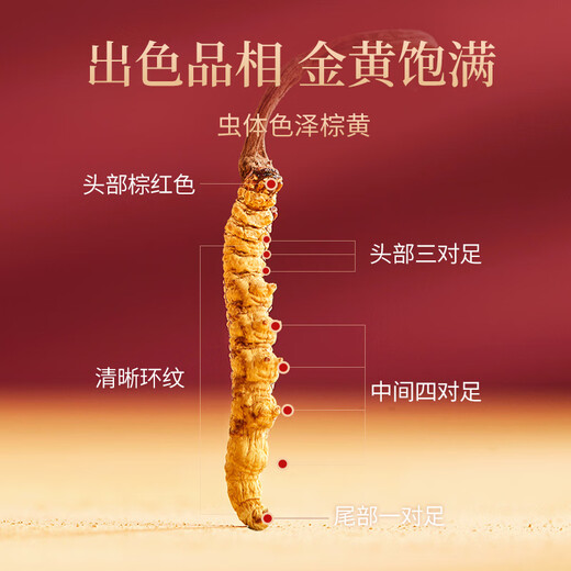 UE Rensheng Cordyceps sinensis aproximadamente 5 piezas/g 50#1g aproximadamente 5 piezas selección hecha a mano limpia y completa de uso automático nutritiva salud