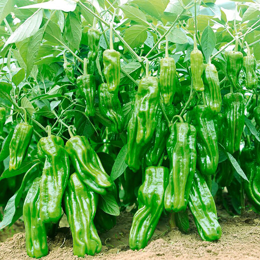 Thin-skinned green pepper seeds, early-maturing Zoupe-skinned green pepper seeds, a complete list of pepper seeds that can be grown in pots on the patio, terrace, and balcony. Thin-skinned green pepper seeds, 2 packs, about 100 capsules.