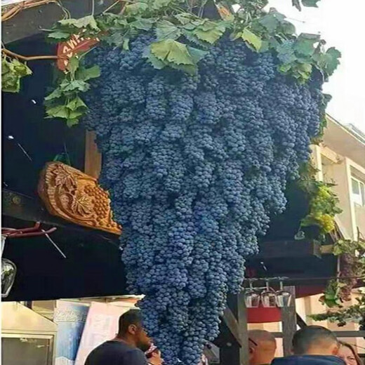 Grape seeds potted fruit tree seeds grape balcony fruit seeds grape tree grape planting Kyoho grape seeds 28 capsules p