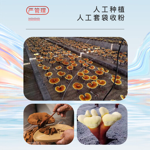 北京留寿堂有机灵芝孢子油软胶囊破壁灵芝孢子粉浓缩精华萃取高含量成分好吸收健康增强免疫滋补送好礼品礼盒 孢子油60粒/盒【实测三萜49.5%】