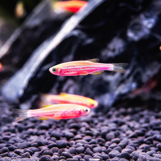 Yunfeng Hairui tropical fish Ornamental fish Small ornamental fish Zebrafish Live Tropical fish Live Small fish Live fish 10 red zebrafish