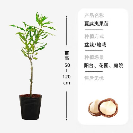 桂热一号坚果苗澳洲夏威夷果正宗矮化嫁接苗庭院常绿树苗带土发货 695号坚果四年【带营养杯发货】 90cm(含)-99cm(含)