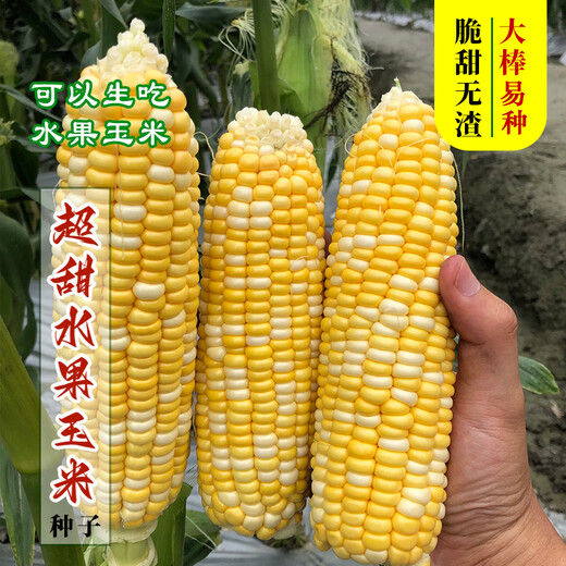 Supersüße, zweifarbige Fruchtmaissamen aus Langzeitanbau, einfach zu züchtende Zuckermaissamen, extra groß, dürreresistent, Frühling, vier Jahreszeiten, süßer Wachsmais, klebriger süßer Zhetai-süßer 928-Mais, 40 g Original