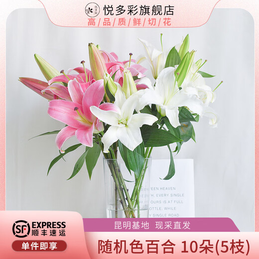 Yue Colorful AB grade high-quality perfume lilies, various living flowers for home and office, Kunming base, freshly picked for straight hair, 10 random single-color lilies (5 branches for double heads)