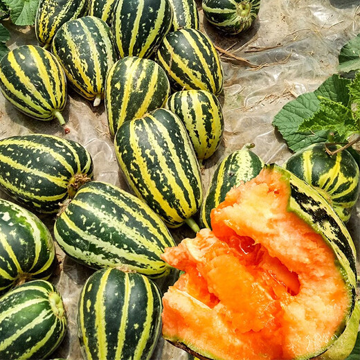 Beishu Bingtangzi melon seeds collection, Boyang melon seedlings, Beishu Sweet Tooth Bingtangzi seeds, about 100 pieces