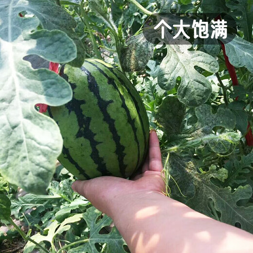 Fengming Yashi early-maturing four-season watermelon seeds thin-skin gift hybrid watermelon seeds Kirin 2K watermelon seeds 50 capsules