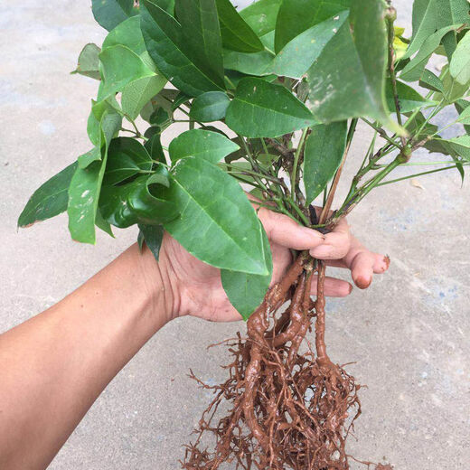 Qiuying September yellow sapling seeds, cow egg lump seedlings, August melon seedlings, five-leafed tree seedlings, wild golden bananas, September yellow seedlings, 2 large seedlings, 30-50cm