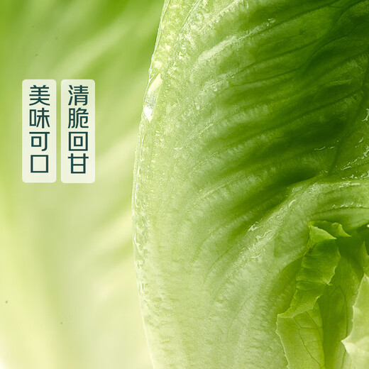 
[Plateau Summer Vegetable] Zhonglingshan Roman Lettuce 400g