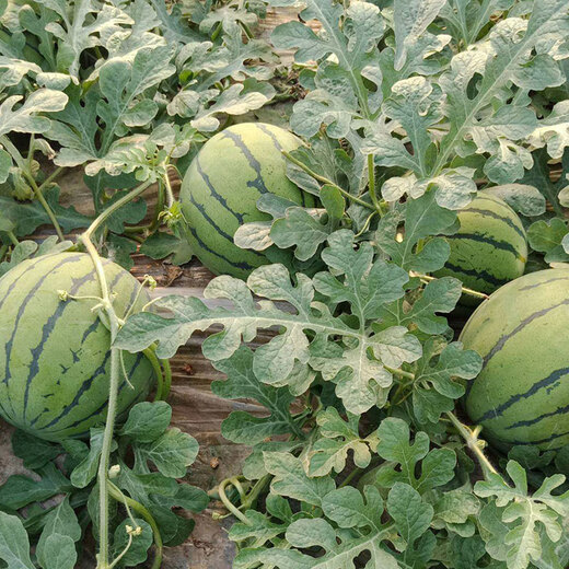 Beishu Jingxin watermelon seeds seedlings big red flesh thin skin super crispy sweet potted melon seeds Jingxin watermelon seeds about 50 pieces