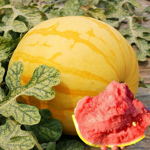 Dayu Yellow Heart Watermelon Seeds Complete Collection Early Mature Yellow Skin Red Flesh Yellow Flesh Special Xiaofeng Watermelon Seeds Southern Fruit Japan丨Benjin Linglong Watermelon Seeds 100 Original