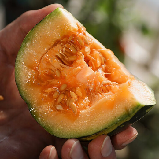 Shouhe Bingtangzi small melon seeds, tall pear-shaped melon seeds, early maturing four-season balcony potted seeds, Bingtang Prince melon seeds 80 seeds + 10 seedlings