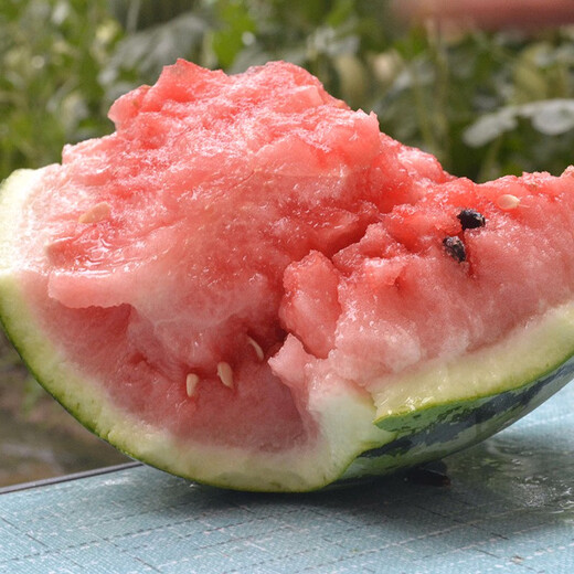 Zhongke Maohua melon and fruit seeds Zhongke Bingqilin watermelon seed improved 8424 Jingxin type replaces Meidu watermelon variety with crack resistance Zhongke Bingqilin 1000 capsules/box one acre package