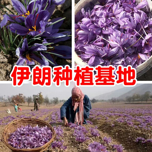 Good gift Zangdikan saffron Iranian special grade authentic saffron saffron soaked in water to drink 3g 5g gift box Iranian TASTY whole bottle 400g