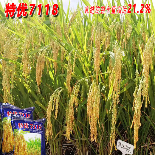 Dao Yufeng Agricultural Premium 7118 Рисовые семена, зерна, стебли, желтые шипы, фиолетовый Беззерновая круглая рисовая мука Специальный рис Специальный рис премиум-класса 7118 Рисовая мука Специальный рис 2 Цзинь Цзинь равен 0,5 кг, упакован в 1 пакет (бесплатная подарочная упаковка риса)