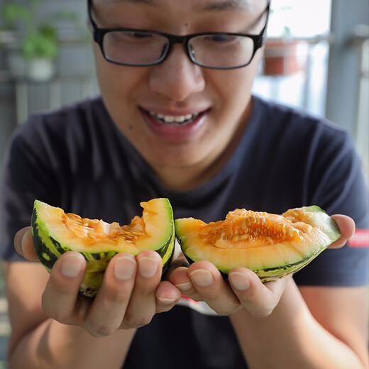 Shouhe Bingtangzi small melon seeds, tall pear-shaped melon seeds, early maturing four-season balcony potted seeds, Bingtang Prince melon seeds 80 seeds + 10 seedlings