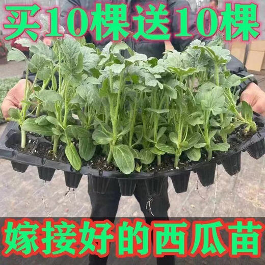 8424 Authentic Grafted Seedlings with Soil and Seedless Midu Kirin Early Mature Seedlings Watermelon Seedlings Xinong No. 8 Watermelon Seedlings Buy 10+10 Real Hair 20 Plants + Fertilizer