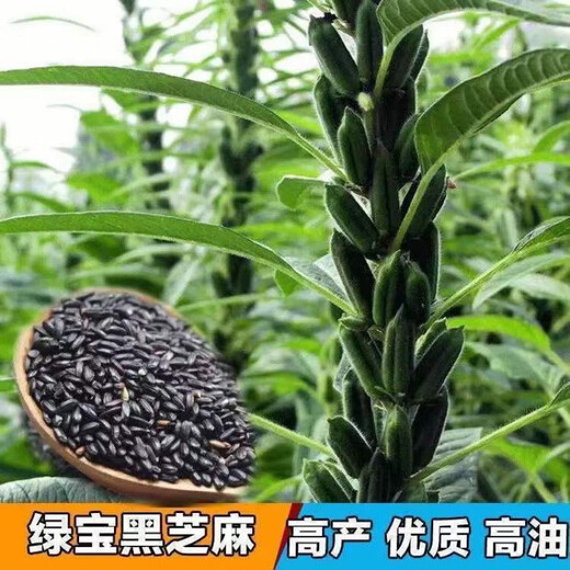 New Academy of Agricultural Sciences Black Sesame Seeds White Sesame Seeds Overlord Whip Early Cooked Food Dual-Purpose High Oil Sesame Seeds Black Sesame Overlord Whip High Oil White Sesame Seeds 200 per bag 1 bag of selected original seeds