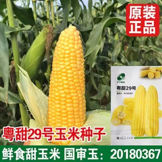 Sweet and crispy fruit corn seeds, big sticks, early-maturing, fragrant and super-sweet corn, eaten raw in all seasons, field planting seeds, high-quality fruit corn seeds, newly planted in season - 5 packs, about 500 grains