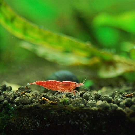 Tingbaige Ornamental Shrimp Pet Shrimp Adult Propagation Shrimp Female Shrimp Male Shrimp Colorful Shrimp Live Ten Female Three Male Set Live Shrimp 10 Female Three Male Shrimp 10 Female Three Male Shrimp 10 Female Three Male