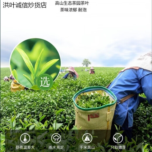 Hongxuan Manwei Laoshan Green Tea 2024 New Tea Laoshan Green Tea Strong-flavor Bean Flavor Boutique Gift Box Qingdao Specialty Tea Laoshan Green Tea 125g 1 bag