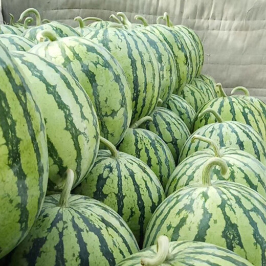 Zhongke Maohua Vegetable and Fruit Seeds Zhongke Honey Kirin Watermelon Seeds Hainan Kirin 8424 Super Sweet Jingxin Type Zhejiang Kirin Melon Center Sugar 12.7 Zhongke Honey Kirin 50g/box About 1000 capsules