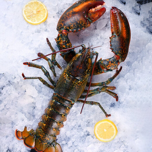 YOUDAO extra large Boston lobster fresh frozen imported Canadian lobster non-live seafood gift box 500-600g