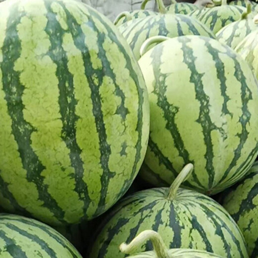 Zhongke Maohua Vegetable and Fruit Seeds Zhongke Honey Kirin Watermelon Seeds Hainan Kirin 8424 Super Sweet Jingxin Type Zhejiang Kirin Melon Center Sugar 12.7 Zhongke Honey Kirin 50g/box About 1000 capsules