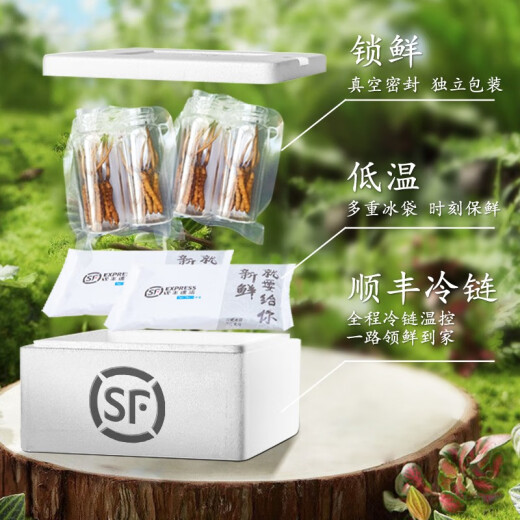 圣迪康藏2025年头茬新鲜冬虫夏草鲜虫草冷鲜空运送礼自用滋补礼品 1.0克/根  20根装