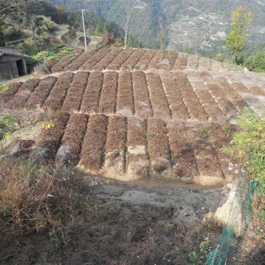 Gastrodia seeds Hubei Gastrodia 0 generation seeds Gastrodia seedlings Gastrodia seeds One Jin Jin is equal to 0.5 kg + 2 bottles of Armillaria