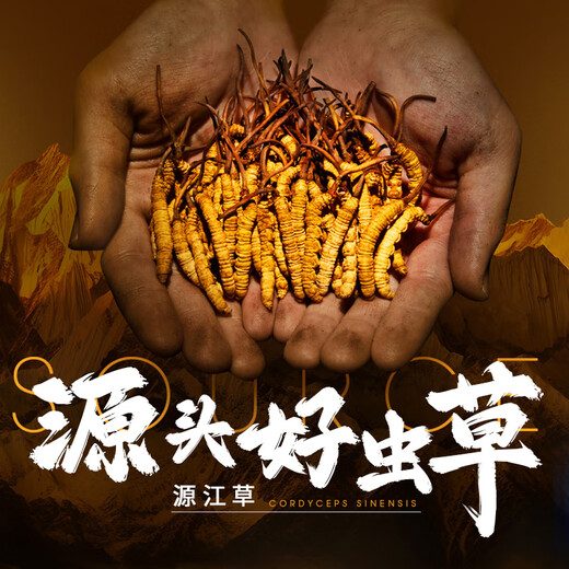 源江草冬虫夏草大号断草35克断虫草 滋补品送长辈家庭装【好滋补认证】